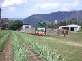 14 (Clyde, 56-86, 1966) leaving the mill with a rake of empties. 2005.
